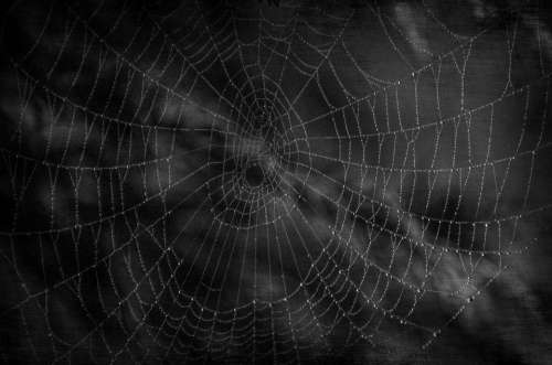 Dark Cobweb Halloween Spider Waterdrops Scare