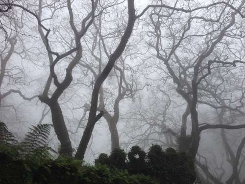 Dark Mist Nature Branch Forest