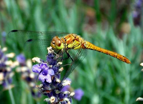 Darter Sympetrum Dragonfly Dragonflies