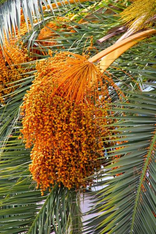 Datlová Palma Palm Dates The Growing Matured For
