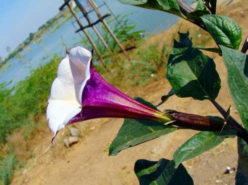 Datura Purple Flower India Karnataka Raichur