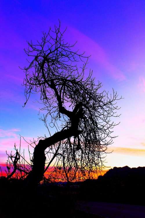 Dawn Shadow Blue Black Dark Sky Tree Branch