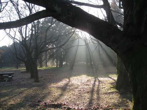 Dawn Trees Nature Mist Sunbeams Shadows