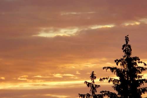 Dawn Sunrise Clouds Sky Contrast Tree Spruce