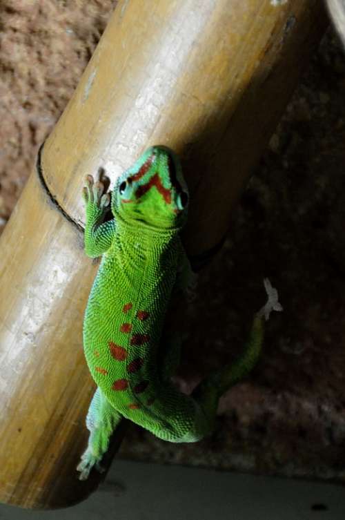Day Gecko Malagasy Taggecko Gecko Reptile Green