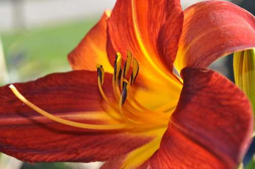 Day Lilly Orange Flower Blossom Blooming Plant