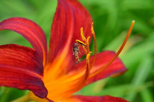 Daylily Lily Flower Plant Stamens Ovary Orange