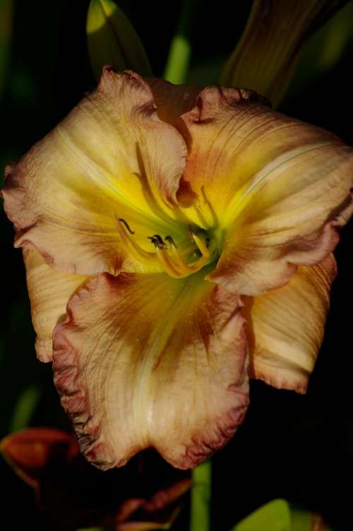 Daylily Lily Flower Red Yellow Multicolour Bloom