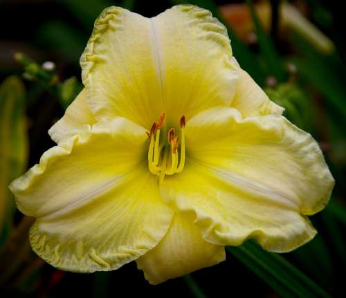 Daylily Lily Flower Cream Yellow Blooms Garden