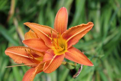 Daylily Lily Orange Yellow Flower Blossom Bloom