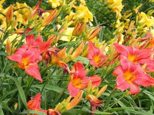 Daylily Summer Yellow Flowers