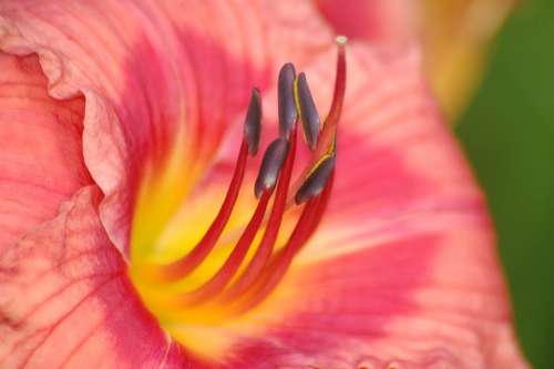 Daylily Flower Macro Plant Floral Nature Natural
