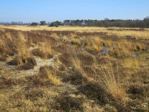 De Grote Peel Nature Reserve Noord Limburg