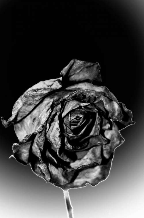 Dead Rose End Sadness Flowers Season Macro Light