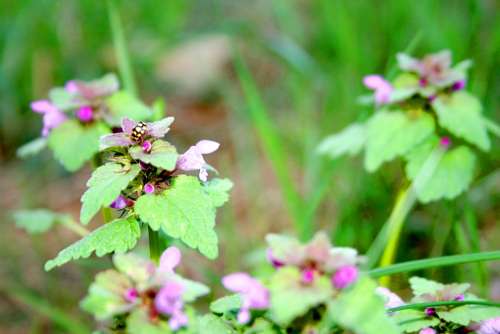 Dead Nettle Nettle Meadow Nature Flowers Plant