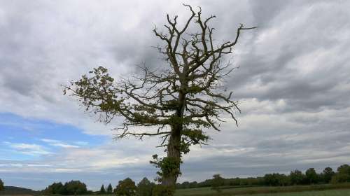 Dead Tree Wood Nature Field Old Clouds