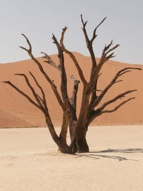 Deadvlei Sahara Dead Vlei Namibia Drought Sand