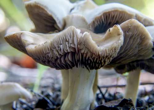 Deceptive Milkcap Lactarius Deceptivus Peck Mushroom