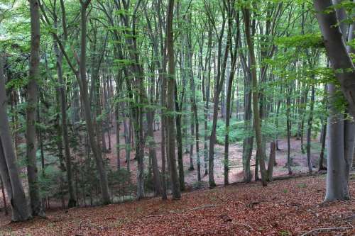 Deciduous Forest Forest Trees Nature Landscape