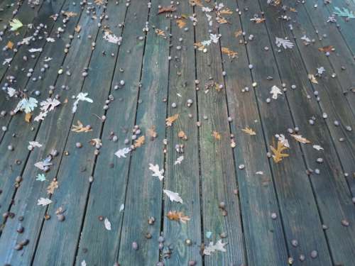 Deck Acorn Leaves Oak Fall Autumn Nature Season