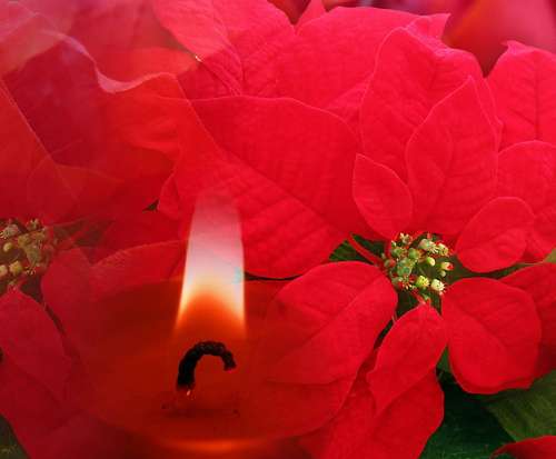 Decoration Christmas Background Red Poinsettia