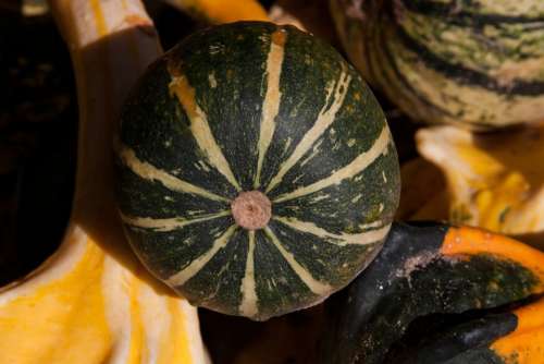 Decorative Squashes Cucurbita Cucurbitaceae Colorful