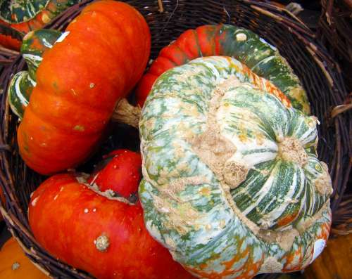 Decorative Squashes Colorful Pumpkin Autumn