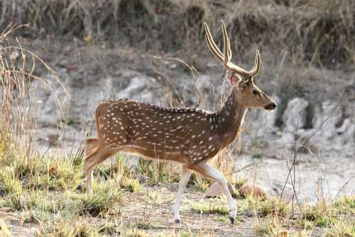 Deer Spotted Stag India Cheetal Chital