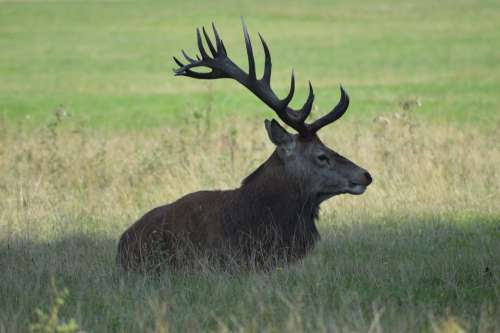 Deer Meadow Nature