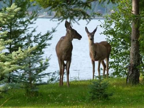 Deer Animals Mammal Watching Beware Attention