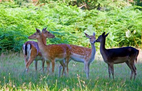 Deer Fallow Deer Herd Group Close-Up Beautiful