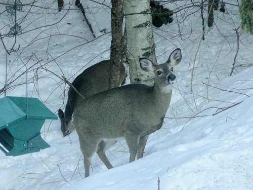 Deer Winter Backyard Snow Wildlife Face Nature