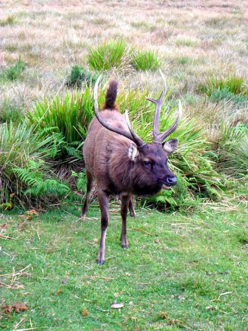 Deer Stag Cervine Antlers Deer Head Grass Animal