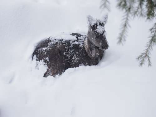 Deer Animal Winter Snow Snow Scene Finland