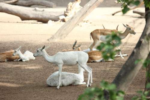Deer White Animal Mammal Nature Zoo