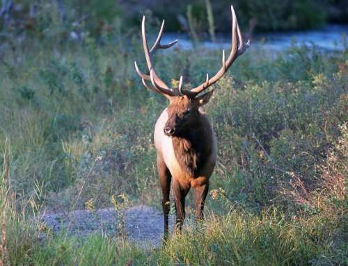 Deer Elk Bull Deers Animals Fauna