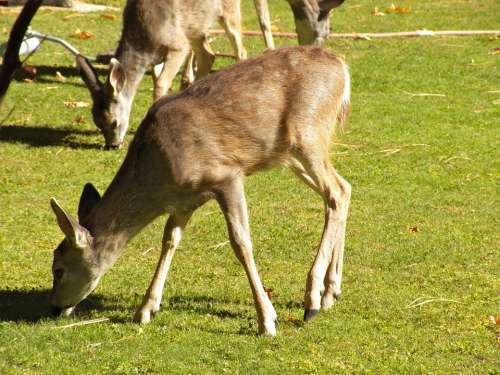 Deer Wildlife Landscape Travel Mammal Wilderness