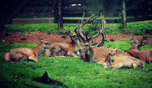 Deer Horns Animals Nature