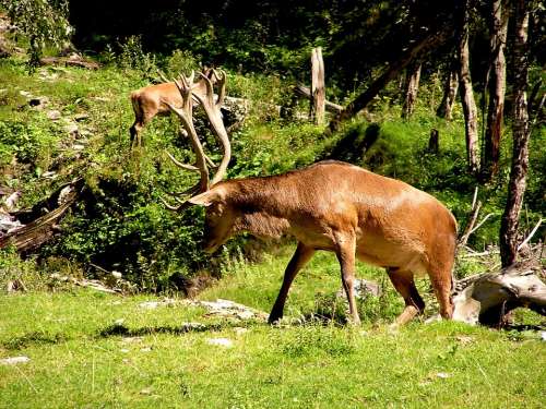 Deer Horns Antlers The Horns Wild Animal