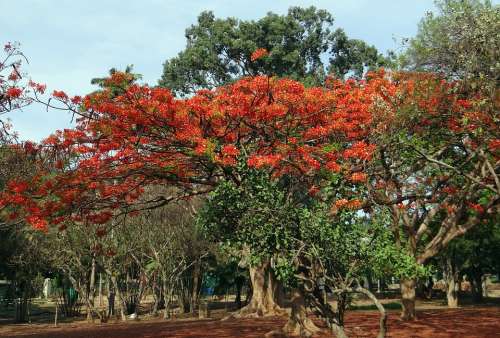 Delonix Regia Fabaceae Royal Poinciana Flame Tree