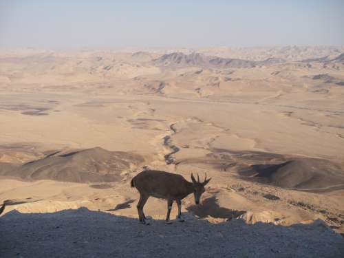 Desert Neguev Israel Sand Hot Mitzpe Ramon Animal