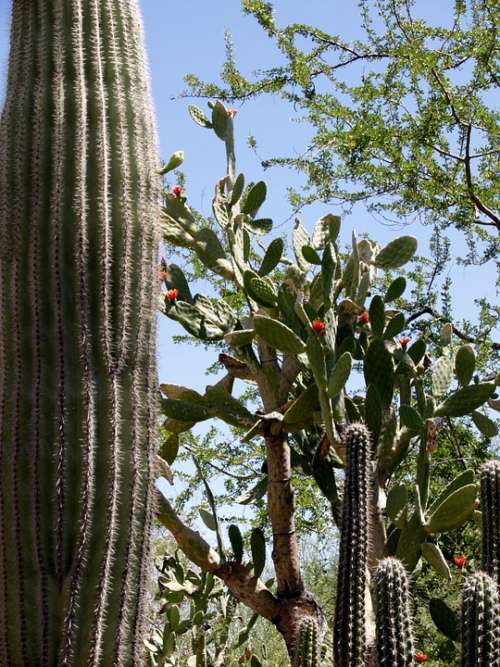 Desert Landscape Scenery Rock Cactus Hot Dry