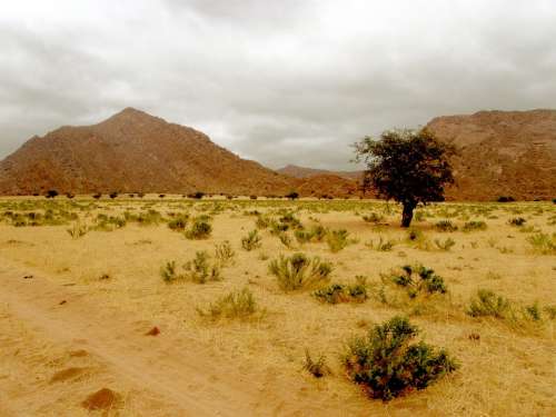 Desert Hill Rocks Tree Lonely Barren Bare