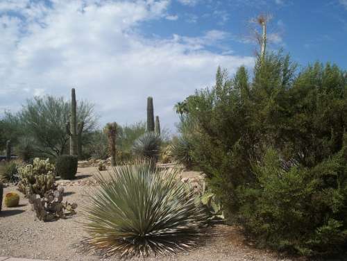 Desert Cactus Sand Scrubs Cacti Plant Nature