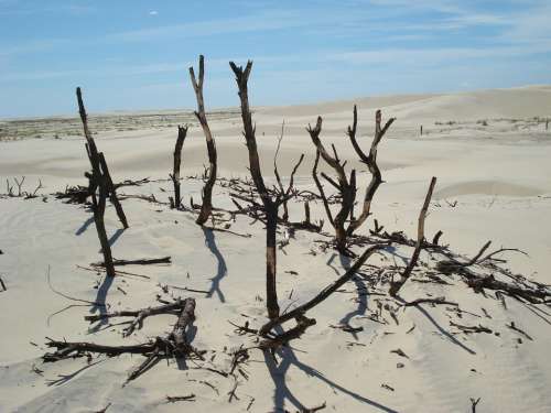 Desert Twigs Sand Sky Branch Old Tree