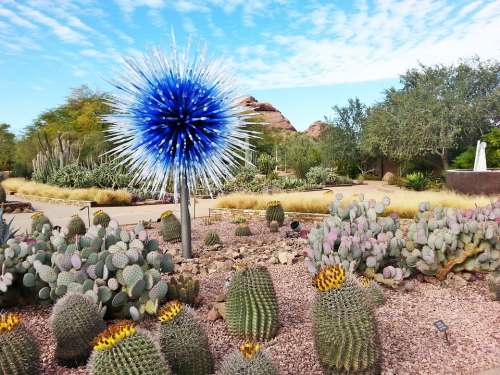 Desert Botanical Gardens Cacti Dry Blue