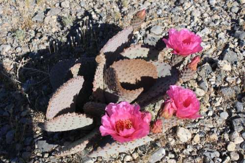 Desert Cactus Flower Nevada Nature Abloom