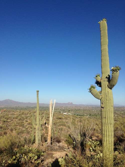 Desert Cactus Arizona