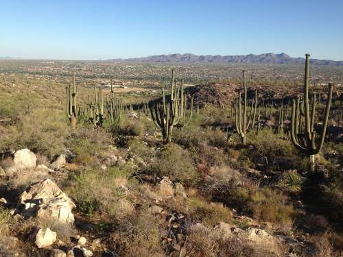 Desert Arizona Cactus