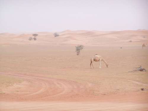 Desert Camel Lonely Animal Dubai